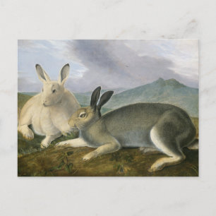 Arctic Hare van John James Audubon Briefkaart