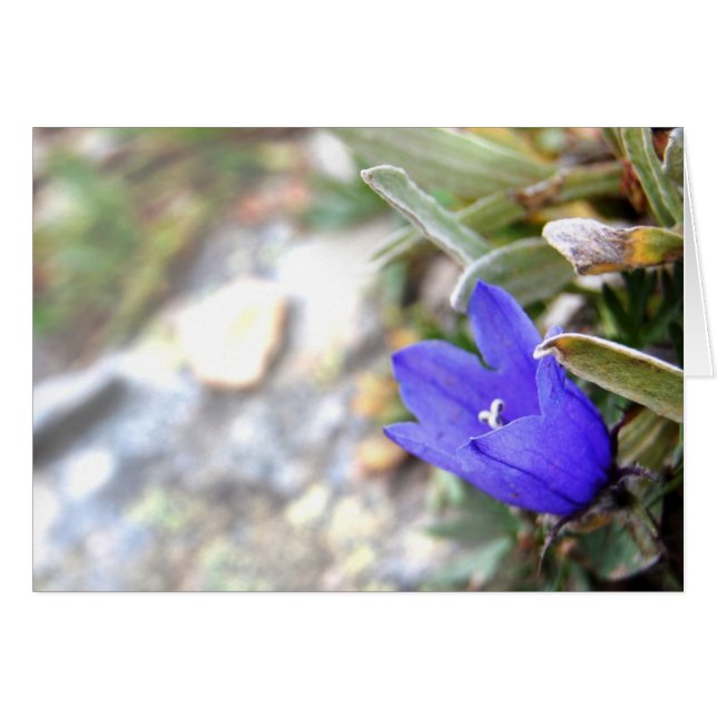 Arctic Harebell Card (Voorkant Horizontaal)