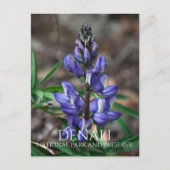 Arctic Lupine Blossom, Denali National Park, AK Briefkaart (Voorkant)