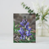 Arctic Lupine Blossom, Denali National Park, AK Briefkaart (Staand voorkant)