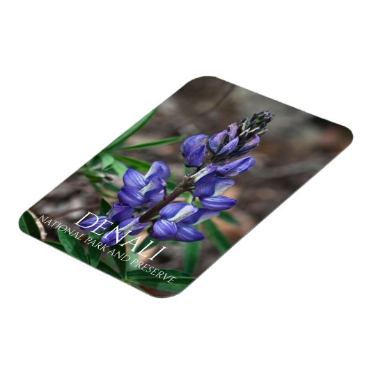 Arctic Lupine, Denali National Park, Alaska Magneet (Linkerzijde)