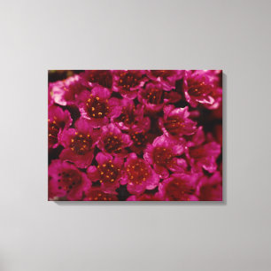 Arctic Paars Saxifrage Flower Photo Ontworpen Canvas Afdruk