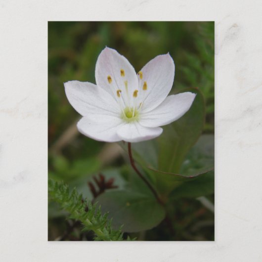 Arctic Starflower, Unalaska Island Briefkaart (Voorkant)