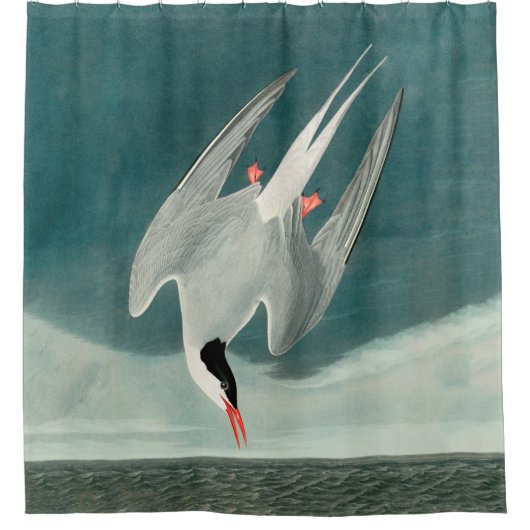 Arctic Tern Audubon Bird Wildlife Painting Douchegordijn (Voorkant)