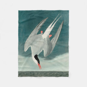 Arctic Tern Audubon Bird Wildlife Painting Fleece Deken