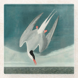Arctic Tern Audubon Bird Wildlife Painting Glazen Onderzetter