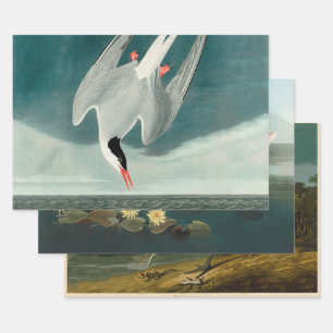 Arctic Tern Audubon Bird Wildlife Painting Inpakpapier Vel
