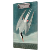 Arctic Tern Audubon Bird Wildlife Painting Klembord (Links)