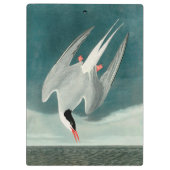 Arctic Tern Audubon Bird Wildlife Painting Klembord (Achterkant)