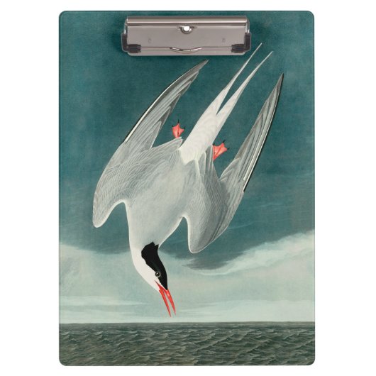 Arctic Tern Audubon Bird Wildlife Painting Klembord (Voorkant)