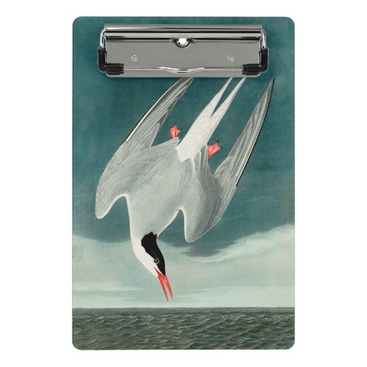 Arctic Tern Audubon Bird Wildlife Painting Mini Klembord (Voorkant)