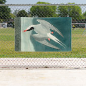 Arctic Tern Audubon Bird Wildlife Painting Spandoek (Insitu)