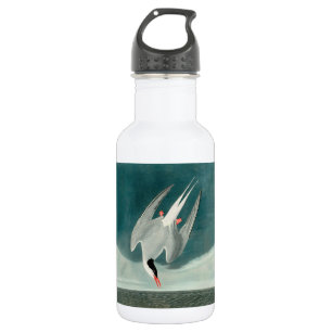 Arctic Tern Audubon Bird Wildlife Painting Waterfles