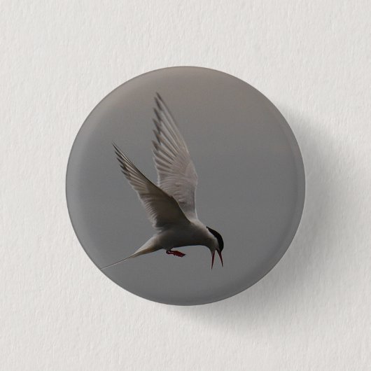 Arctic Tern Badge Ronde Button 3,2 Cm (Voorkant)