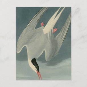 Arctic Tern Briefkaart