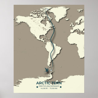 Arctic Tern Migration Map - Minimalistische Vintag Poster