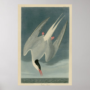 Arctic Tern Poster