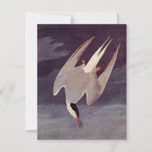 Arctic Tern van John James Audubon, vogels