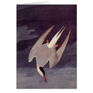 Arctic Tern van John James Audubon, vogels