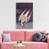 Arctic Tern van John James Audubon,  vogels Canvas Afdruk (Insitu (Woonkamer))