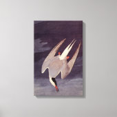Arctic Tern van John James Audubon,  vogels Canvas Afdruk (Voorkant)