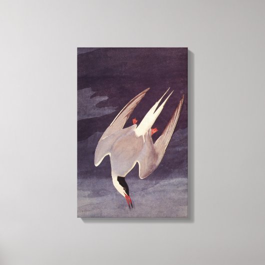 Arctic Tern van John James Audubon,  vogels Canvas Afdruk (Voorkant)