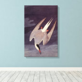Arctic Tern van John James Audubon,  vogels Canvas Afdruk (Insitu (Houten vloer))