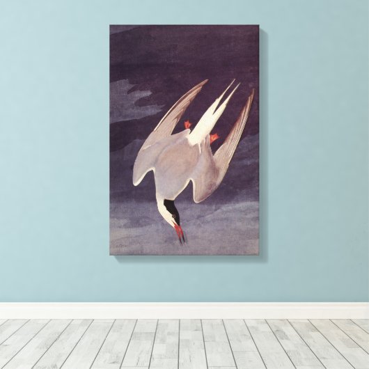 Arctic Tern van John James Audubon,  vogels Canvas Afdruk (Insitu (Houten vloer))
