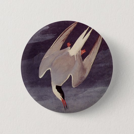 Arctic Tern van John James Audubon,  vogels Ronde Button 5,7 Cm (Voorkant)