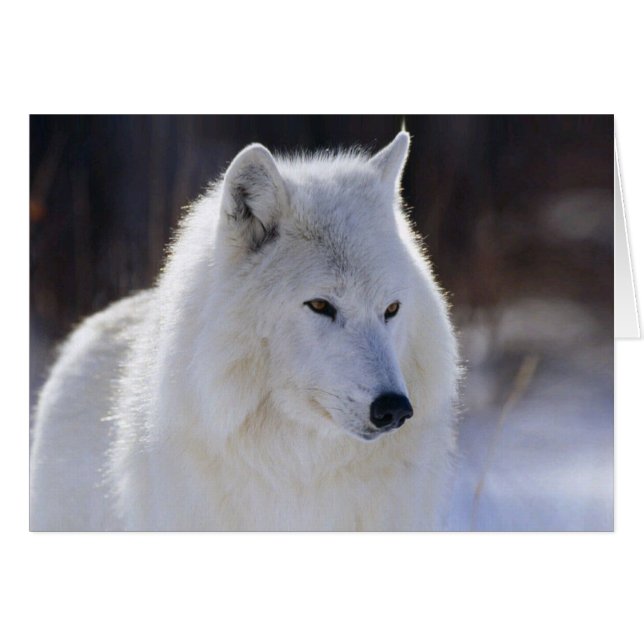 Arctic White Wolf Blank Card (Devant horizontal)