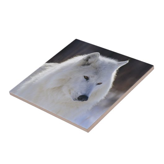 Arctic White Wolf Tile Tegeltje (Zijkant)