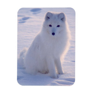 Arctic Winter Fox Foto ontworpen Magneet