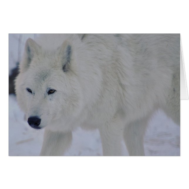 Arctic Wolf (Voorkant Horizontaal)