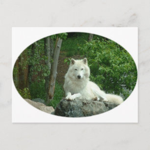 Arctic Wolf Briefkaart