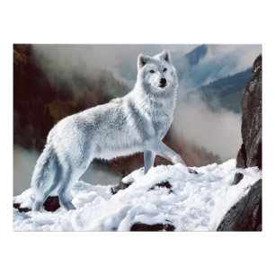 Arctic Wolf Foto Afdruk