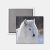 Arctic Wolf Magnet Magneet (Voorkant / Achterkant)