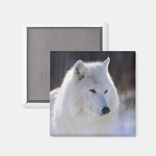 Arctic Wolf Magnet Magneet (Voorkant / Achterkant)