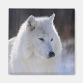 Arctic Wolf Magnet Magneet (Voorkant)