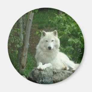 Arctic Wolf Magnet Magneet