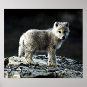 Arctic Wolf Portrait Poster Print