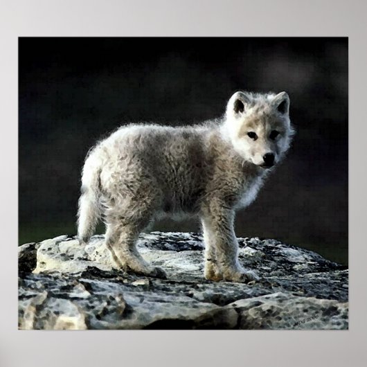 Arctic Wolf Portrait Poster Print (Voorkant)