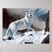 Arctic Wolf Poster (Voorkant)