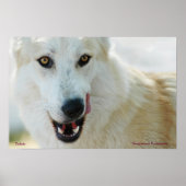 Arctic Wolf Poster (Voorkant)