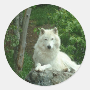 Arctic Wolf Sticker