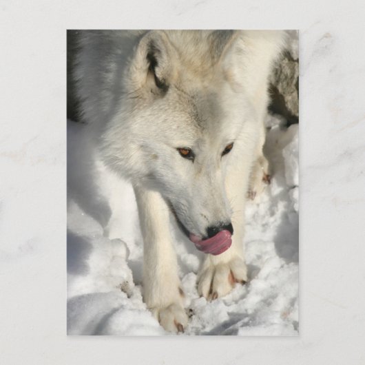 Arctic Wolf uit de avondmakertijd Briefkaart (Voorkant)