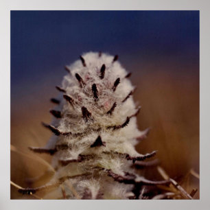 Arctic Wooly Lousewart Flower-foto ontworpen Poster