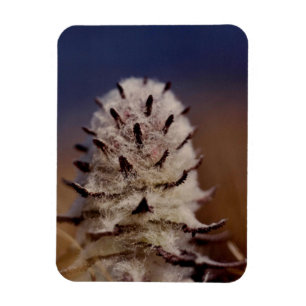 Arctic Wooly Lousewart Wildflower koelkast Magneet