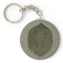 Arctinrus Boltoni Fossil Trilobite