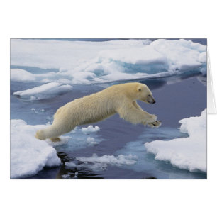 Arctique, Svalbard, Ours polaire s'étendant