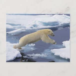 Arctisch gebied, Svalbard, Ijsbeer die zich uitstr Briefkaart